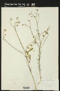 Linum pratense image