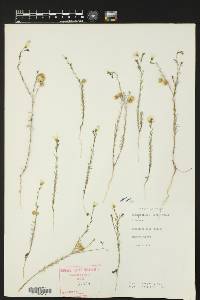 Linum pratense image