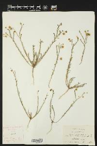 Linum lewisii image