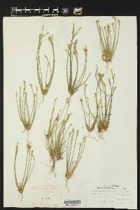 Linum imbricatum image