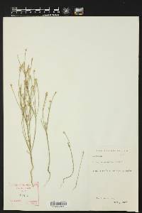 Linum hudsonioides image