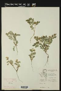 Kallstroemia parviflora image