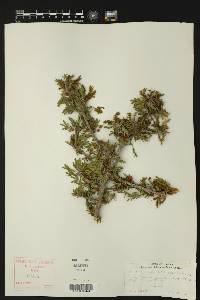 Porlieria angustifolia image