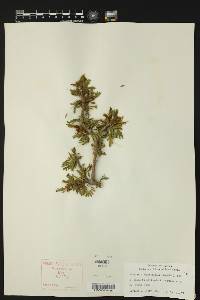 Porlieria angustifolia image