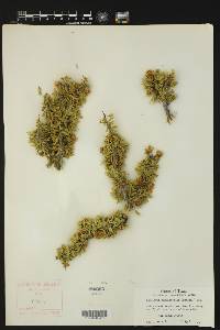Porlieria angustifolia image