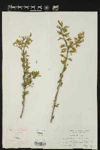 Porlieria angustifolia image