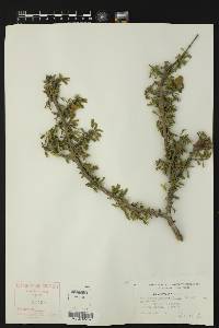 Porlieria angustifolia image