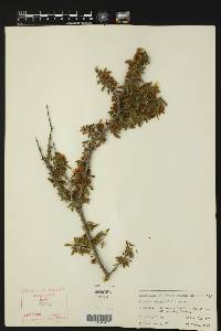 Porlieria angustifolia image