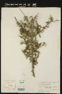 Porlieria angustifolia image