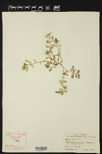 Tribulus terrestris image