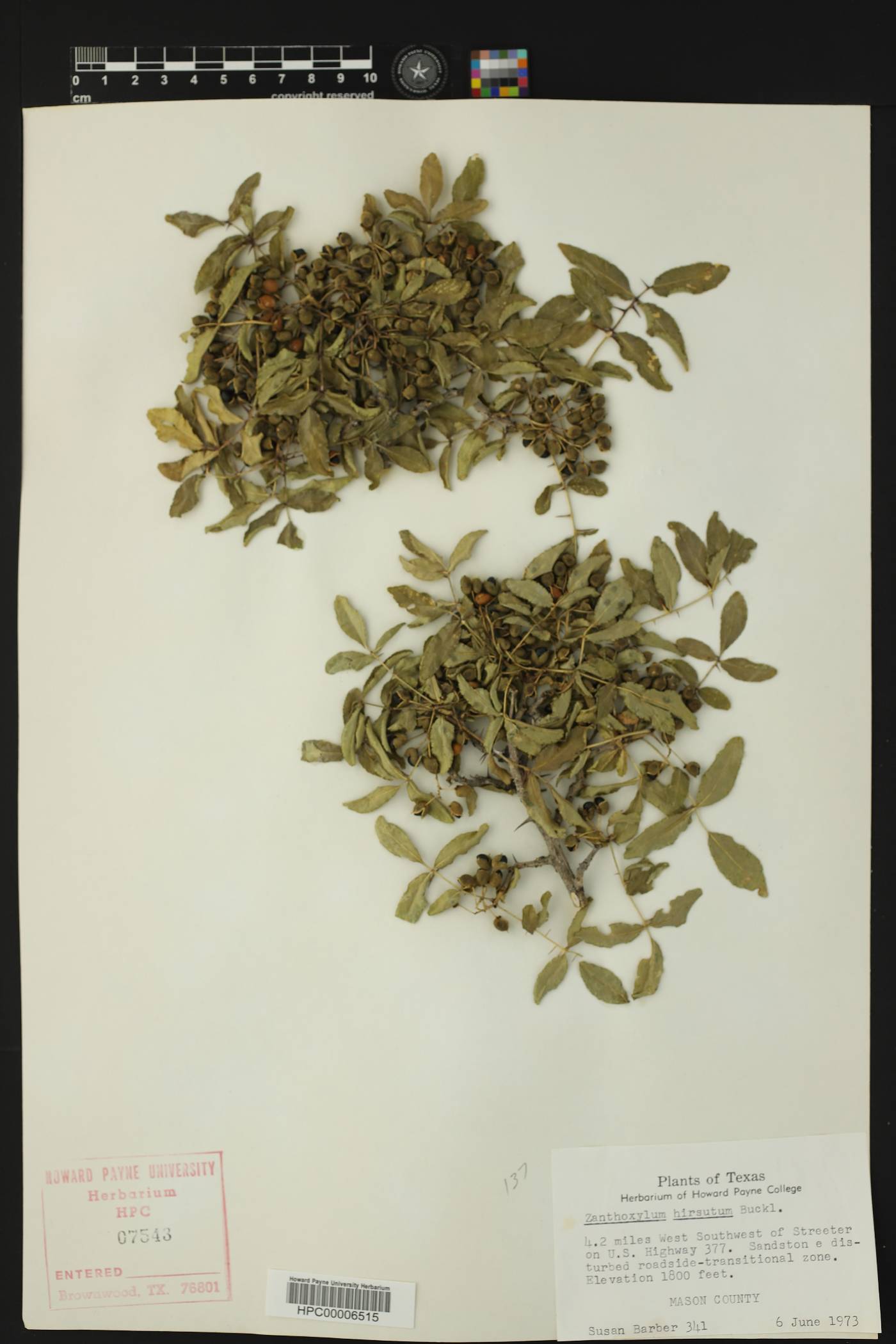 Zanthoxylum hirsutum image