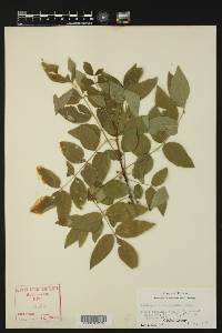 Zanthoxylum americanum image