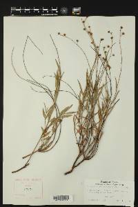Galphimia angustifolia image