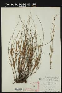 Galphimia angustifolia image