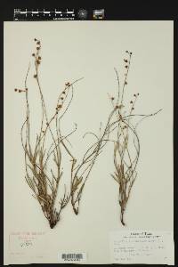 Galphimia angustifolia image