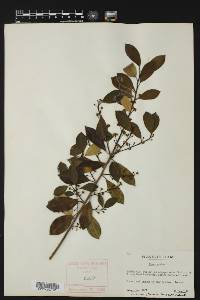 Ilex cassine image