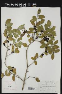 Ilex vomitoria image