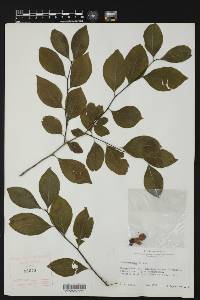 Ilex montana image