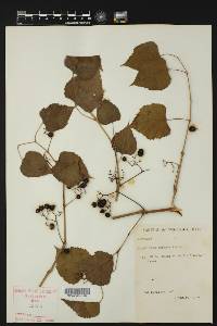 Ampelopsis cordata image