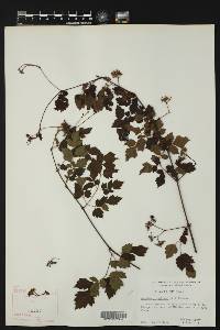Nekemias arborea image
