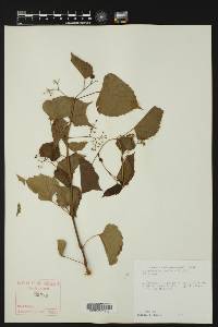 Ampelopsis cordata image