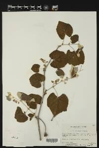Vitis mustangensis image