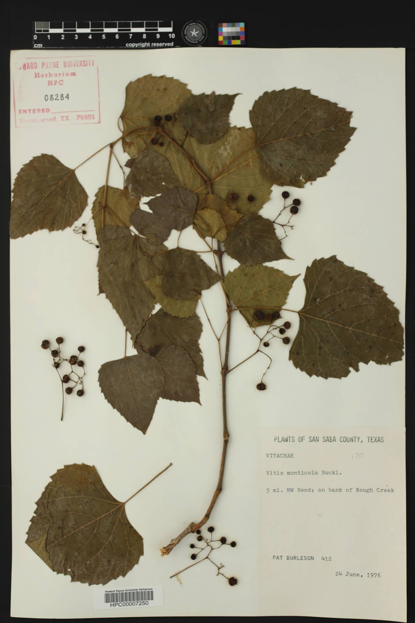 Vitis monticola image