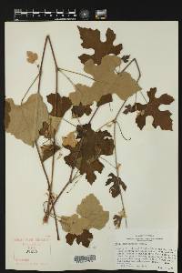 Vitis mustangensis image