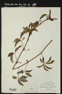 Parthenocissus heptaphylla image