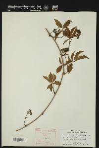 Parthenocissus heptaphylla image