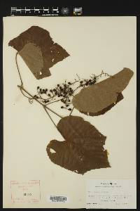 Vitis cinerea image