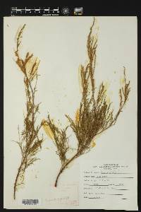 Tamarix gallica image