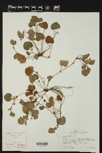 Viola walteri image