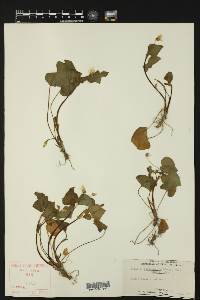 Viola pensylvanica image