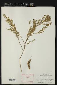 Hybanthus verticillatus image