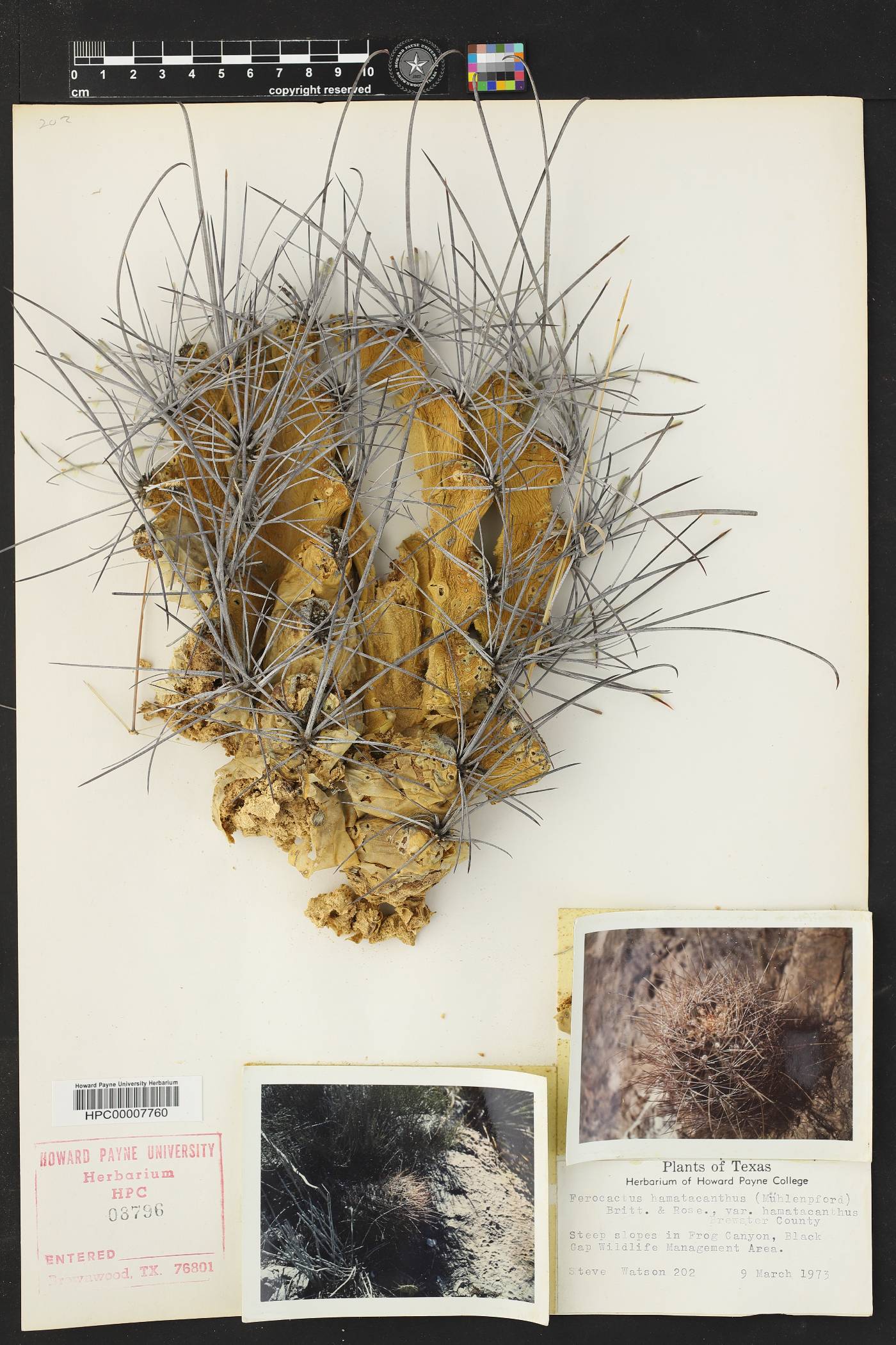 Ferocactus hamatacanthus image