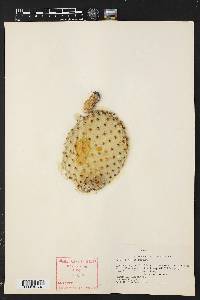 Opuntia rufida image