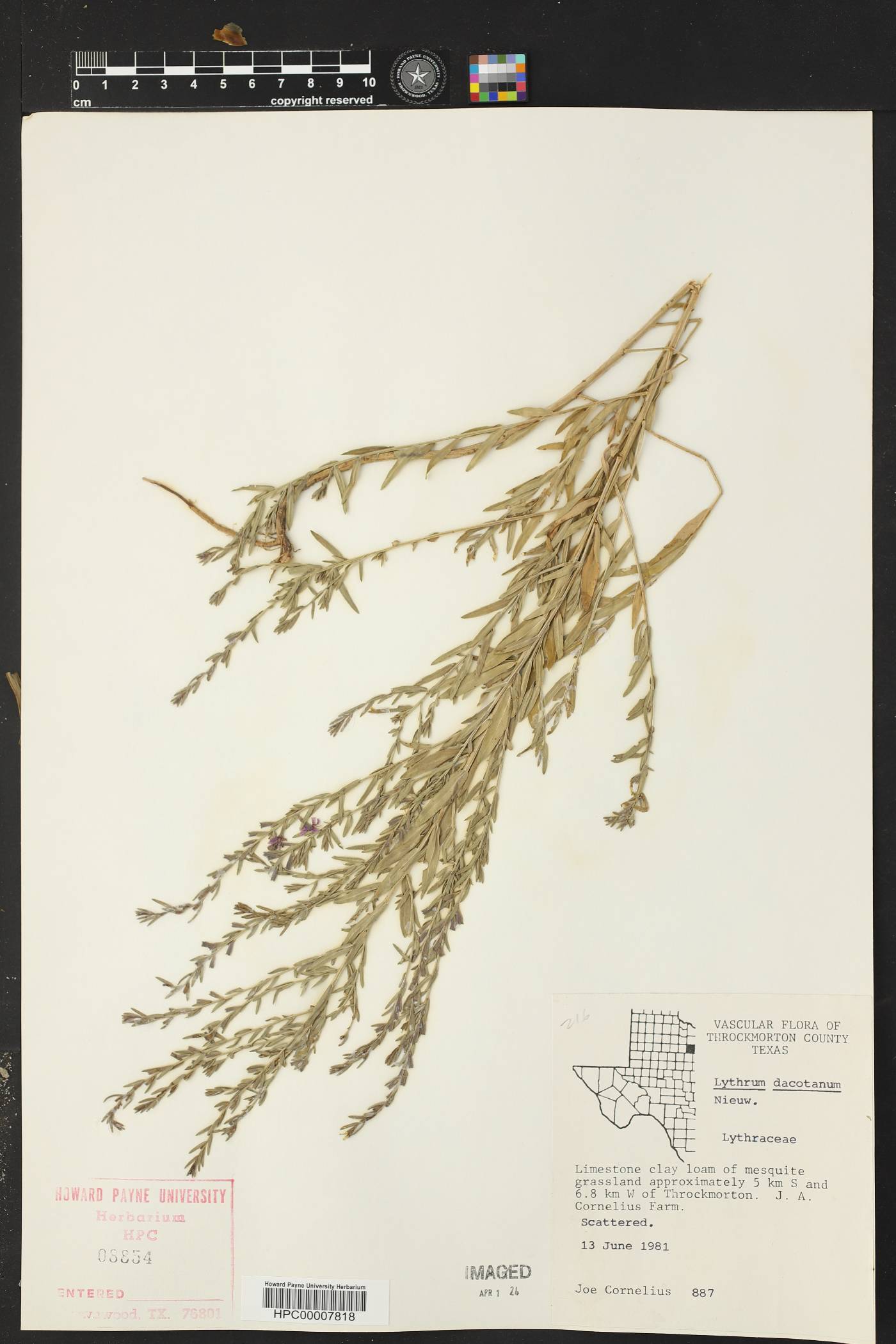 Lythrum dacotanum image