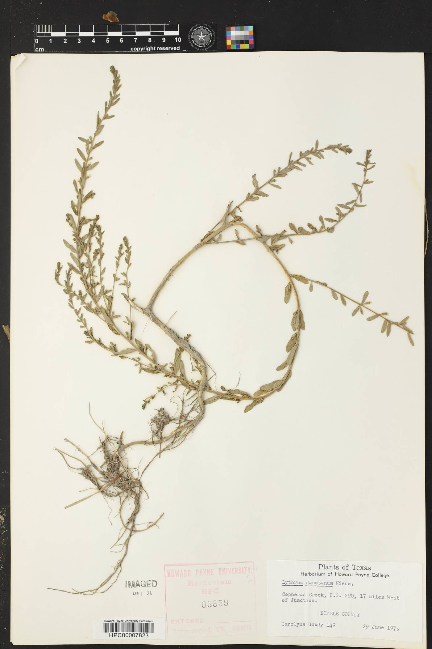 Lythrum dacotanum image