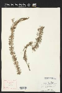 Myriophyllum heterophyllum image