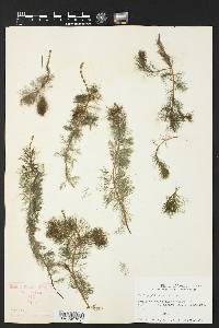 Myriophyllum spicatum image