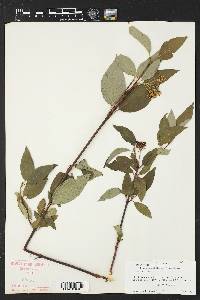 Cornus sericea subsp. sericea image