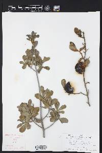 Diospyros texana image