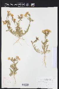 Phlox drummondii image