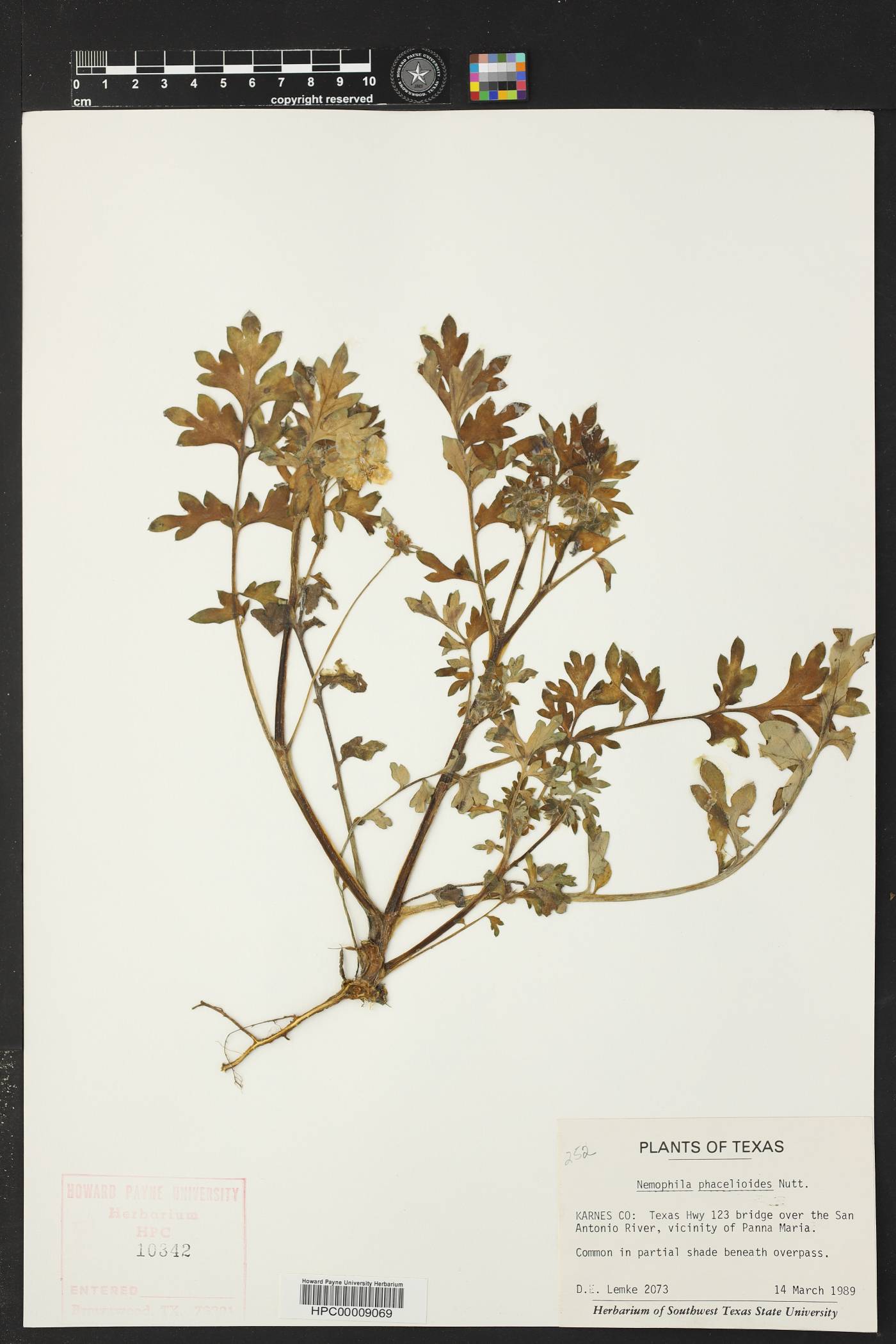 Nemophila phacelioides image