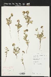 Phacelia patuliflora image