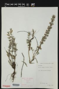 Salvia texana image