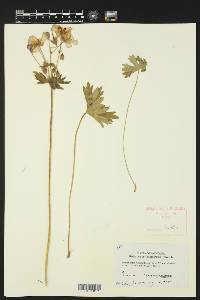 Geranium viscosissimum image