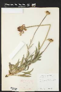 Echinacea angustifolia image