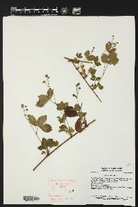 Rubus hispidus image